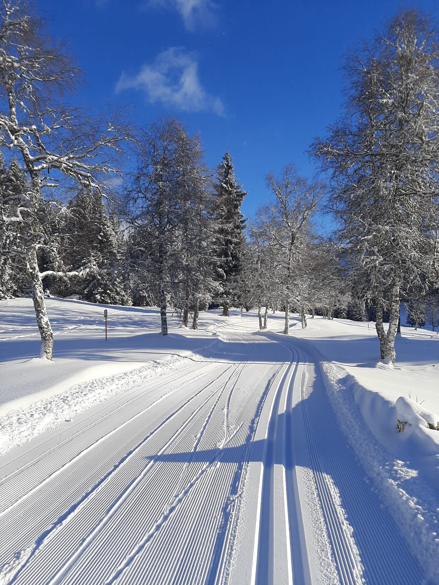 De mooiste foto’s in de sneeuw